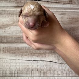 Hot pink - Apricot female Goldendoodle puppy in Nashville Area, Tennessee from My Girls with Curls-Mini Doodles of TN