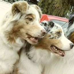 Australian Shepherds from Anny Aussies