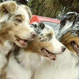 Australian Shepherds from Anny Aussies
