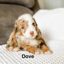 Dove - Chocolate merle female Bernedoodle puppy in Hudson, Indiana from TurkeyCreek-K9