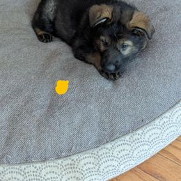 German Shepherd and Siberian Husky Puppies from Sstar