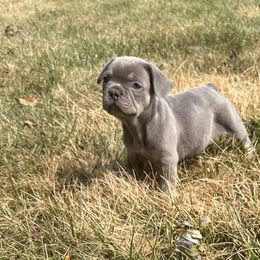 French Bulldog Puppies from Christie's Frenchies