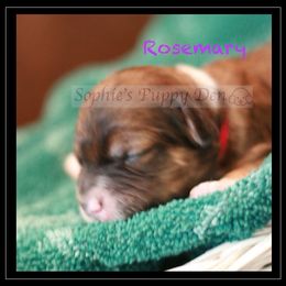 Cavapoo Puppies from Sophie's Puppy Den