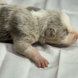 F2 - Lilac merle female Border Collie puppy in Meridian, Mississippi from Border Hollow Border Collies