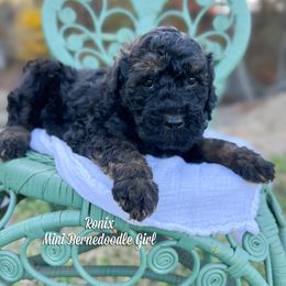 Ronix sable - Sable female Bernedoodle puppy in Grove, Oklahoma from Guinn Family Farms