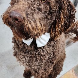 Labradoodles from Jill's Labradoodles