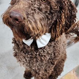 Labradoodles from Jill's Labradoodles