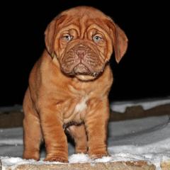 Boy 3 Hot Diggity's Betty Boop by Hooch the Pooch III 11-06-2024 - Dogue de Bordeaux puppy from HOT DIGGITY DDB
