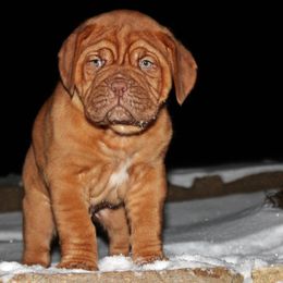 Boy 3 Hot Diggity's Betty Boop by Hooch the Pooch III 11-06-2024 - Dogue de Bordeaux puppy from HOT DIGGITY DDB