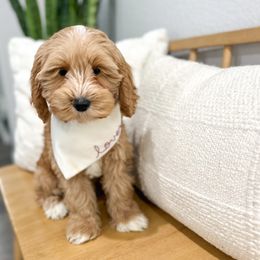 Stew Lou - Australian Labradoodle puppy from Doodles_Ko