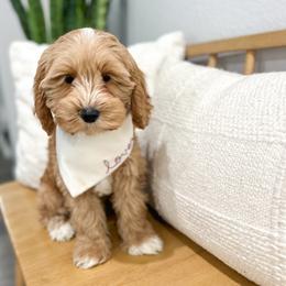 Stew Lou - Australian Labradoodle puppy from Doodles_Ko
