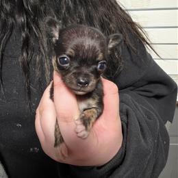 Ember - Chocolate and tan female Chihuahua puppy in Wytheville, Virginia from Southwest Virginia Chihuahua