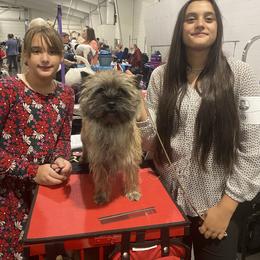 Addie - Cairn Terrier