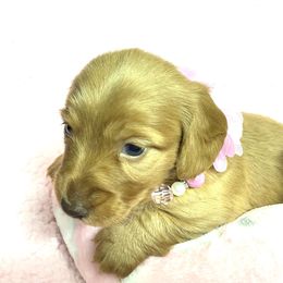 Dachshund Puppies from Kelly's Doxies