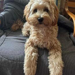 Goldendoodle Puppies from Graystone Doodles