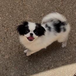 Puppy Girl - Black and white female Japanese Chin puppy in Little Rock, Arkansas from Montra Japanese Chin & Cavalier King Charles Spaniels