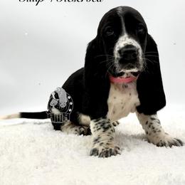 Tulip - Black and white female Basset Hound puppy in Dingess, West Virginia from Tuckers' Howling Hounds