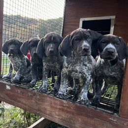 German Shorthaired Pointer puppies from Harris Enterprise & Kennels LLC