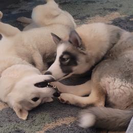 Siberian Huskies from Starry Sky Siberians