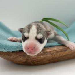 Napoleon - Gray and white male Siberian Husky puppy in Meadow Vista, California from Thistle Hill Siberians