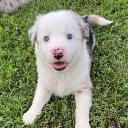 Aurora (Pink Collar) - White and blue merle female Border Collie puppy in Lula, Georgia from Silver Creek Ridge