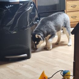 Siberian Husky Puppies from Spirit of the Moon Siberians
