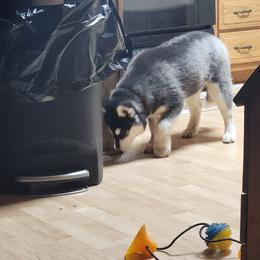 Siberian Husky Puppies from Spirit of the Moon Siberians