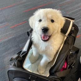 Golden Retriever Puppies from Southern Golden Retrievers