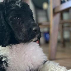 Poodles from Canyon City Poodles & Doodles