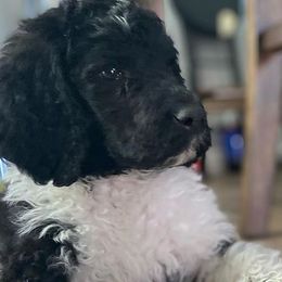 Poodles from Canyon City Poodles & Doodles