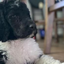 Poodles from Canyon City Poodles & Doodles