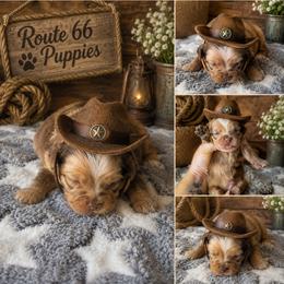 Dior - Merle male Shihpoo puppy in Delphos, Ohio from Route 66 Puppies