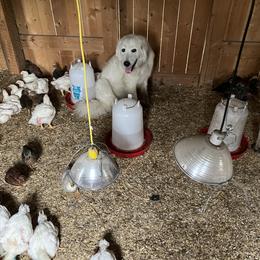 Maremma Sheepdog All Grown Up from Old Orchard Maremmas