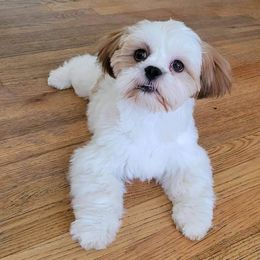 Fiona - Lhasa Apso