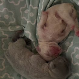 French Bulldog puppies from Rott'N'Frenchies
