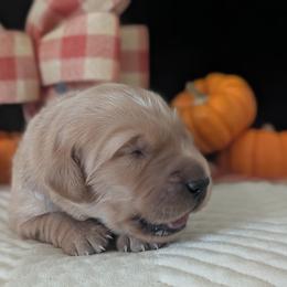 Female will be selected based on temperament testing - Dark golden female Golden Retriever puppy in Yuba City, California from Family Loved Golden Retrievers