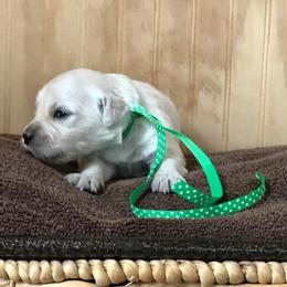 Miss Forrest Green - Light golden female Golden Retriever puppy in Patterson, California from Trusted Valley Retrievers