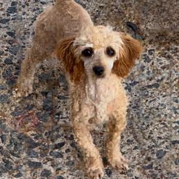 Samantha - Poodle
