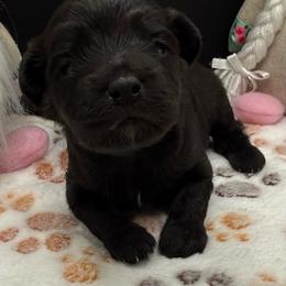 Sparrow - Black male Maltipoo puppy in Colonial Beach, Virginia from BeachRidge Pups