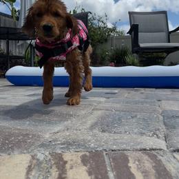 Golden Retriever Puppies from River City Goldens