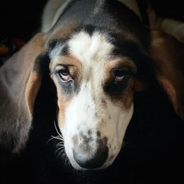 Basset Hounds from Low and Slow Bassets of Arizona