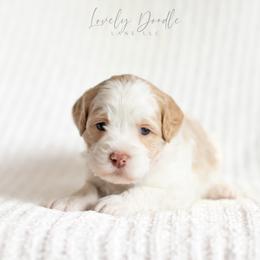 Pink Collar Girl - Caramel ice female Australian Labradoodle puppy in Thousand Oaks, California from Lovely Doodle Lane