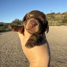 Susan - Chocolate female Dachshund puppy in Gold Canyon, Arizona from Silverking Kennels