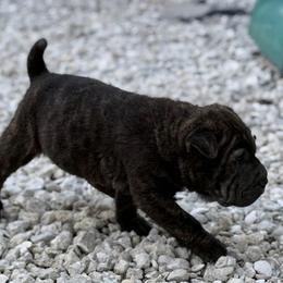 Metal head - Black male Chinese Shar-Pei puppy in Lehigh Acres, Florida from Florida Wrinkles