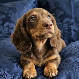 Bane - Chocolate and cream male Dachshund puppy in Austin, Texas from Glorious Minis