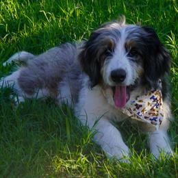 Roger - Blue merle male Miniature American Shepherd puppy in Crowley, Texas from Nelson's Aussies and Aussiedoodles