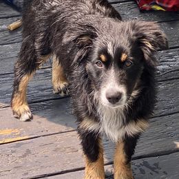 Carly Simon ( Carly) - Black tri-color female Australian Shepherd puppy in The Mid West, Illinois from Water's Edge Aussies