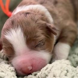 Basil (orange collar) - Brown merle male Aussiedoodle puppy in Mouth Of Wilson, Virginia from HoneyBunn Doodle Co.
