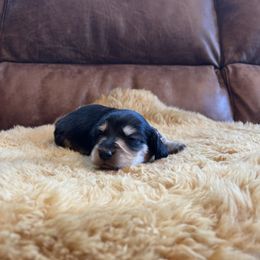 Dachshund Puppies from Wet Mountain Weenie Dogs
