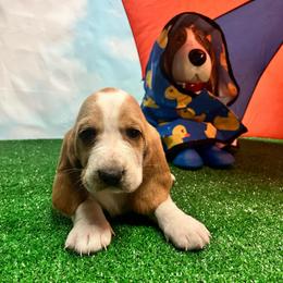 Gracie - Lemon and white female Basset Hound puppy in Hurtsboro, Alabama from PARK’s Family Farm